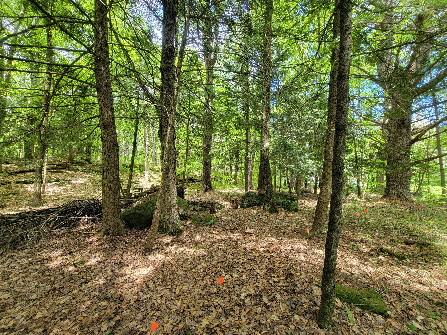 Site — forest understory with moss and stone