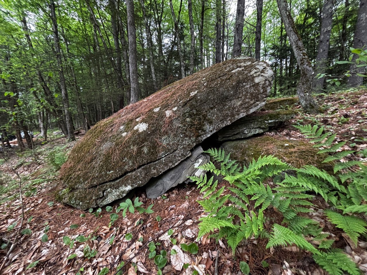 Site — glacial boulder and ferns